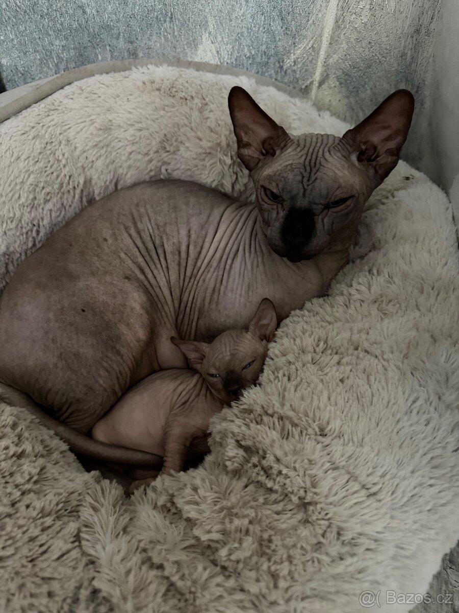 Kanadský sphynx - 2