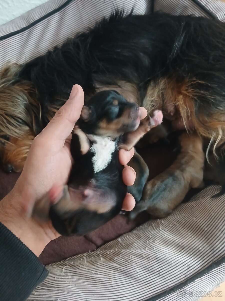 Do brden prodám ste natka joksira - 2