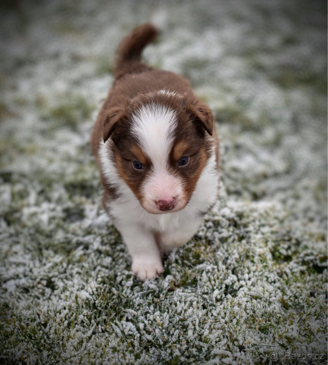 Chlapeček Australský ovčák bez PP - 2