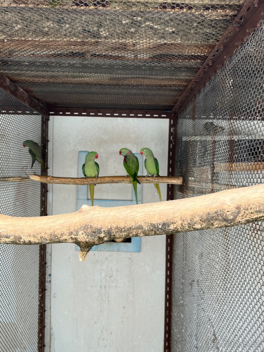 Prodám samec Alexandra velký 2025 s DNA - 2