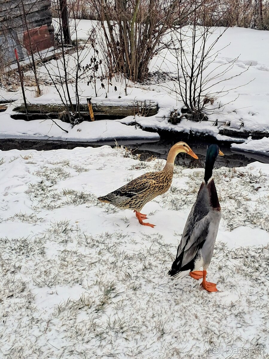 Pár indických běžců - 2