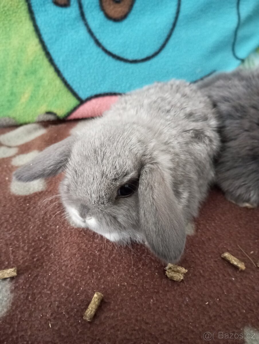 Zakrslý beránek králíček - 2