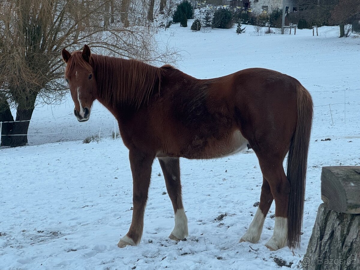 Prodám Valacha ČT, 7 let - 2