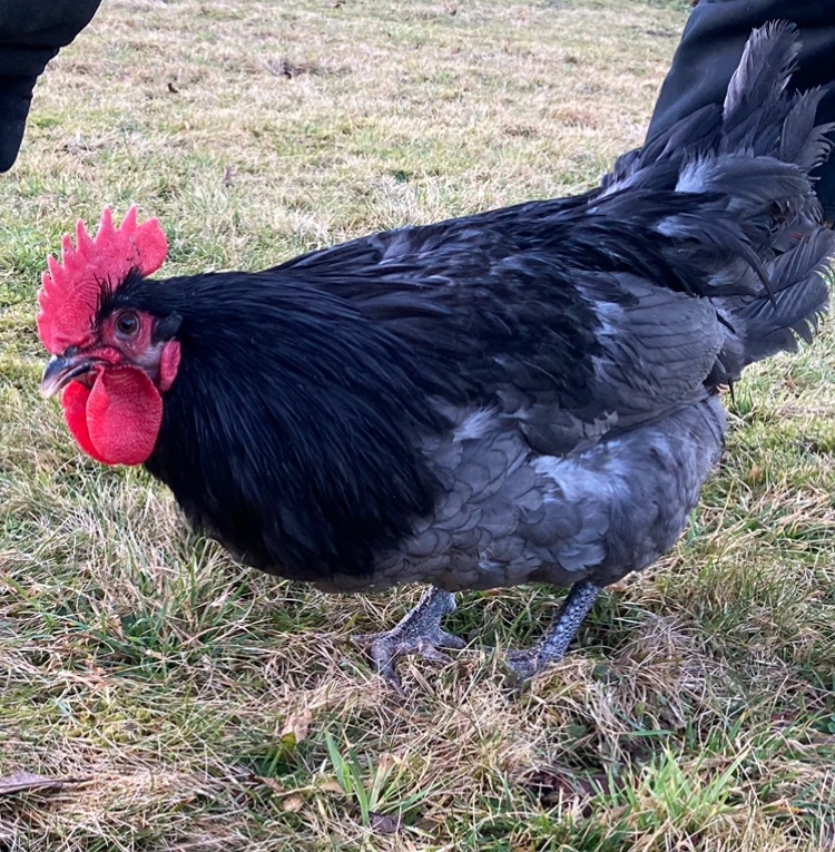 Kohout Hempšír a Australka modrá - 2