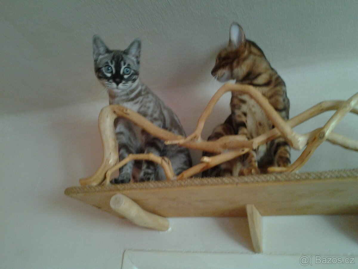 Bengálský kocourek s PP - 2