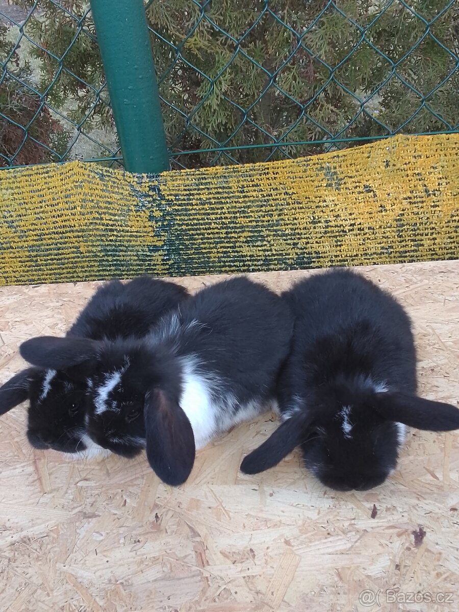 Králíčata zakrslých beránkú - 2