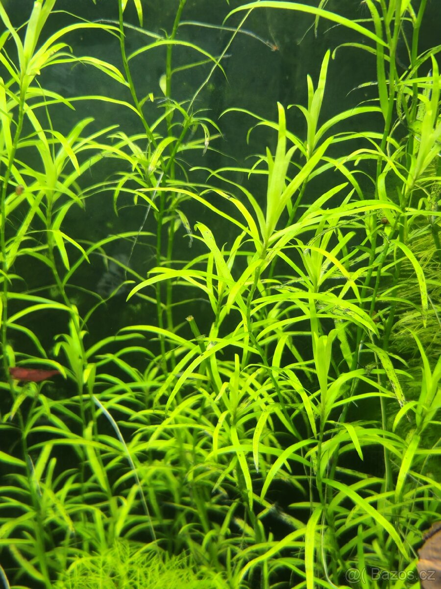 Akvarijni rostlinky - kosokvět - 2