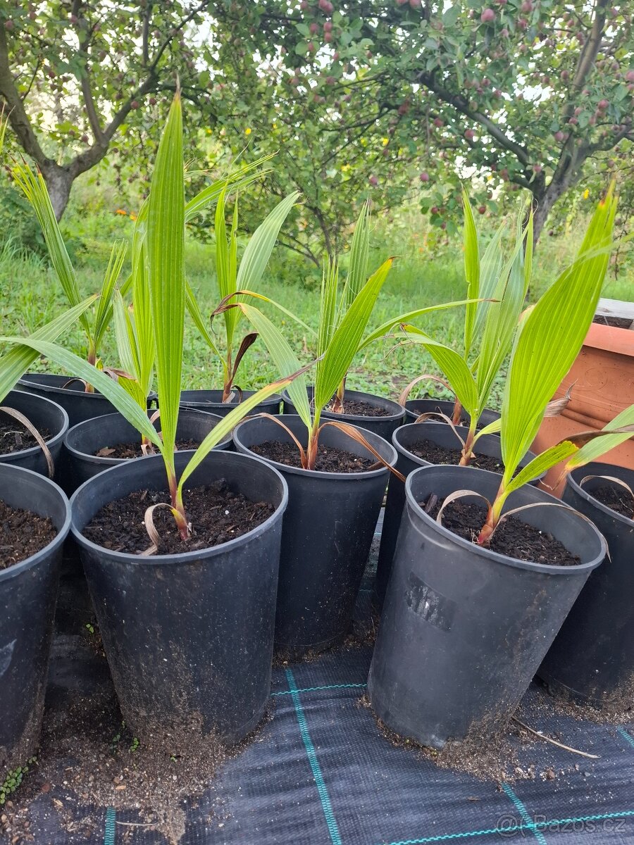 palmy washingtonia - 2