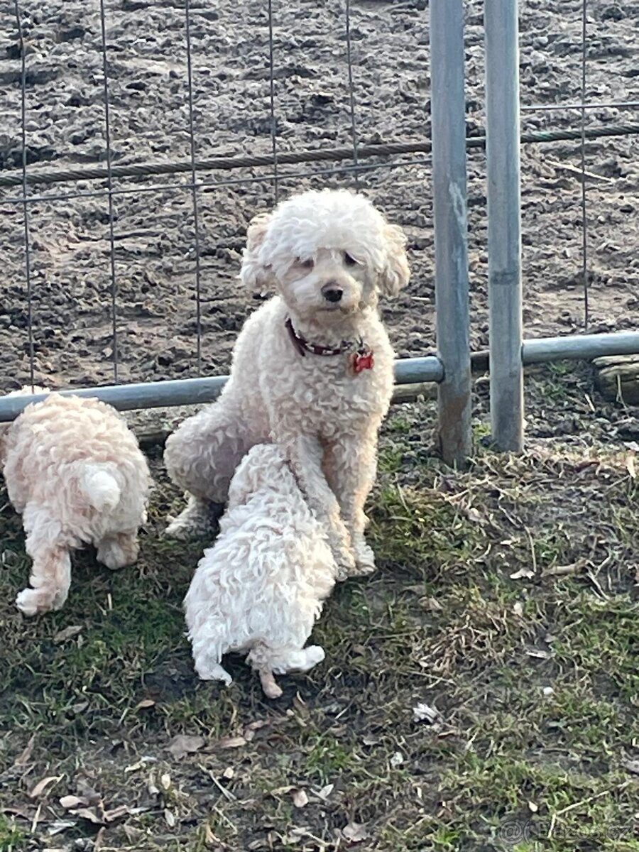 Nabízím 2 pudlí chlapečky - 2