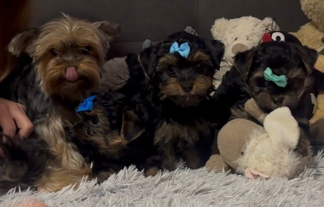 Jorkšírský teriér - 2