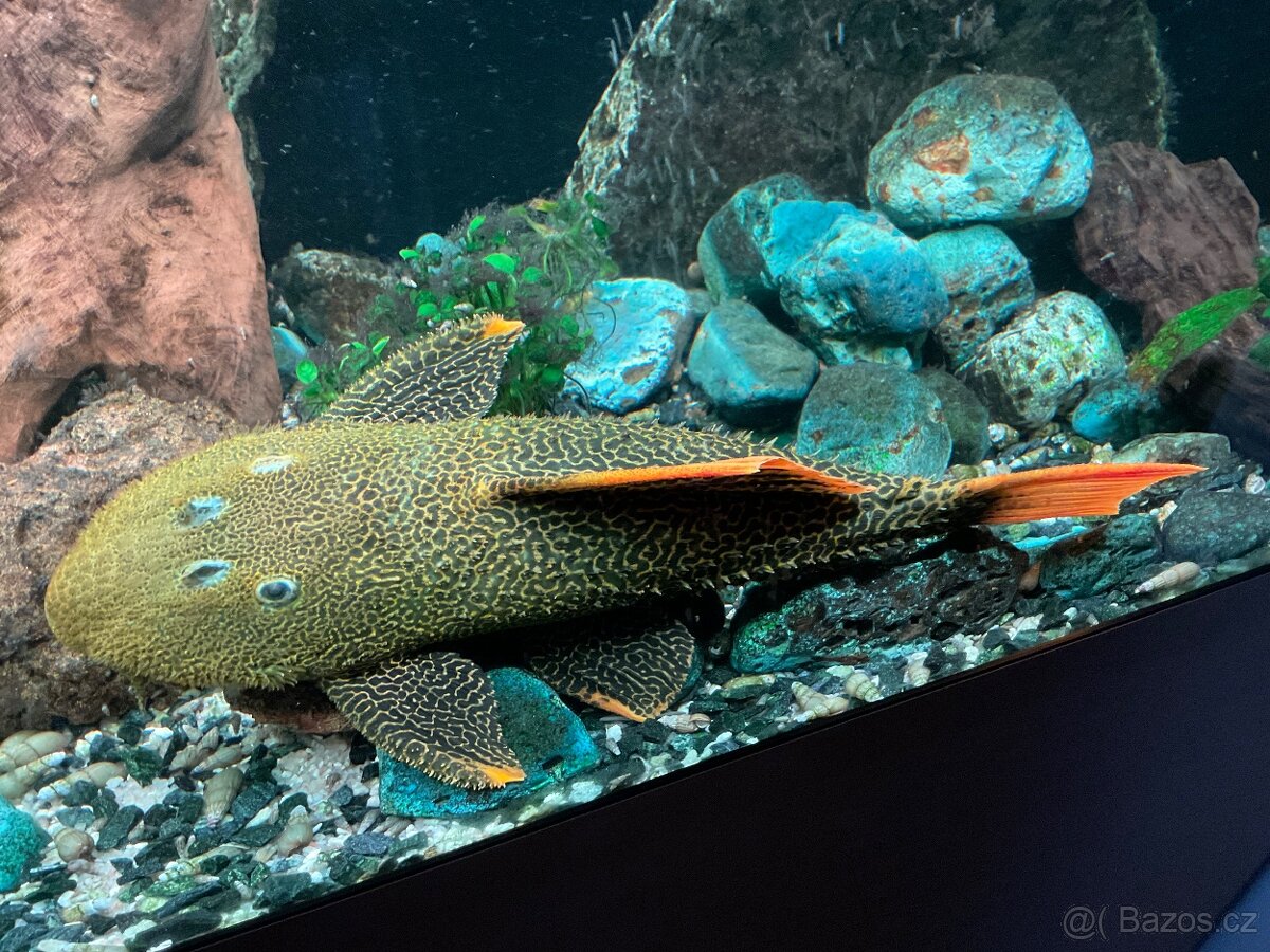 Krunýřovec Leopardí L114 25cm Top barva Pseudacanthicus leo. - 2