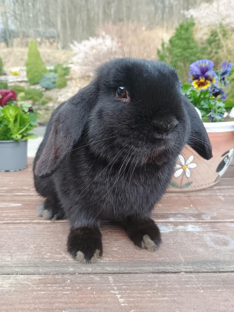 Zakrslý beránek kluk - 2