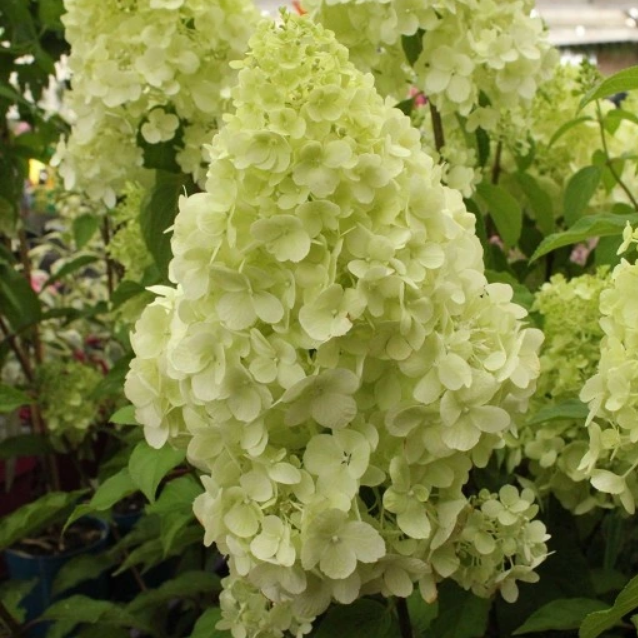 HORTENZIE LATNATA - 2