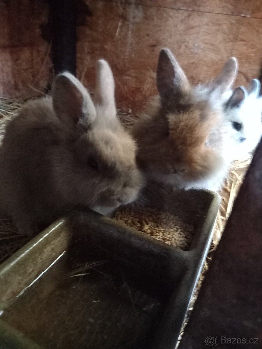 Zakrslý kralik - 2