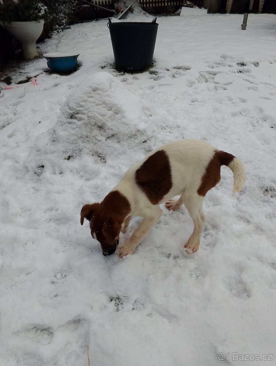 Foxteriér hladkosrstý - 2