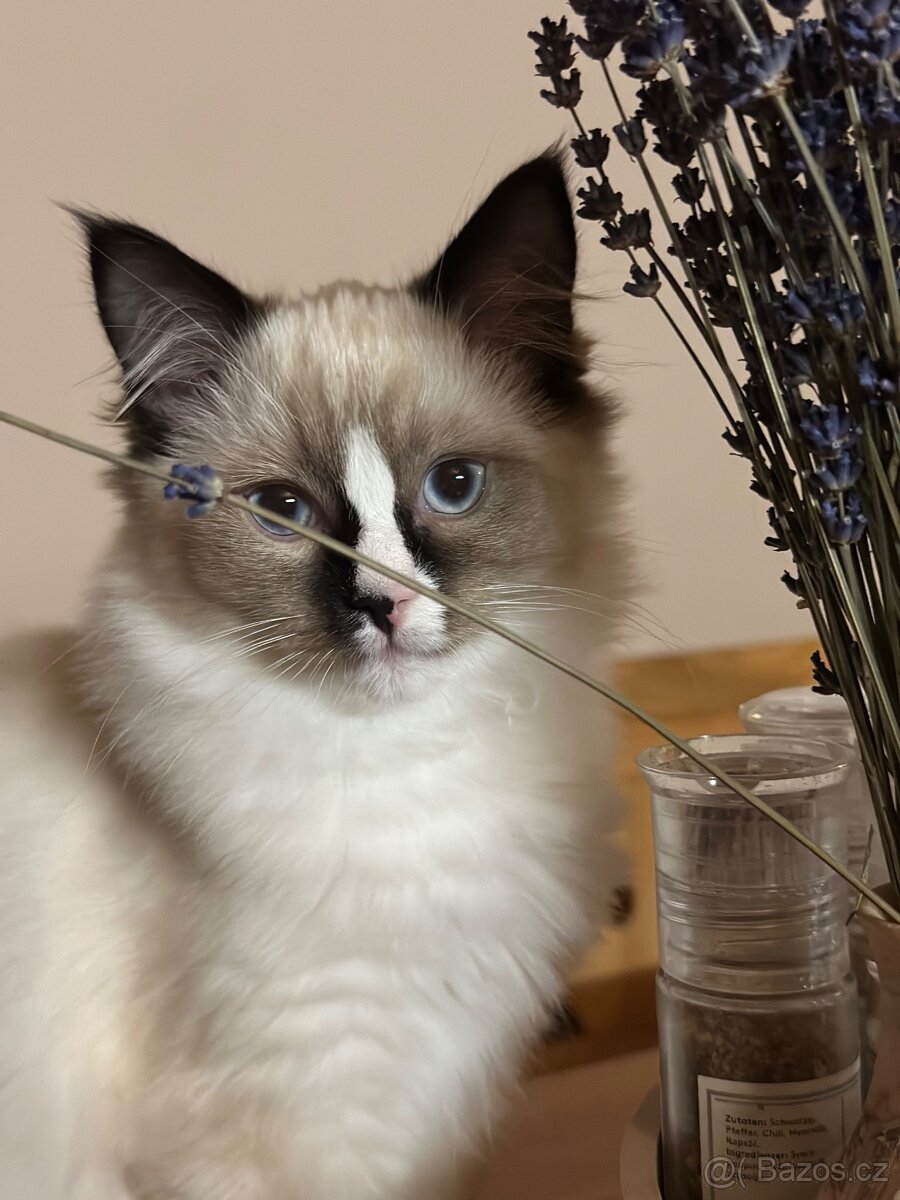 Ragdoll koťata s PP - 2