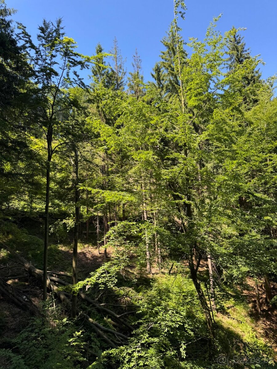 Prodám lesní pozemky v k.ú. Krásná pod Lysou Horou - 2