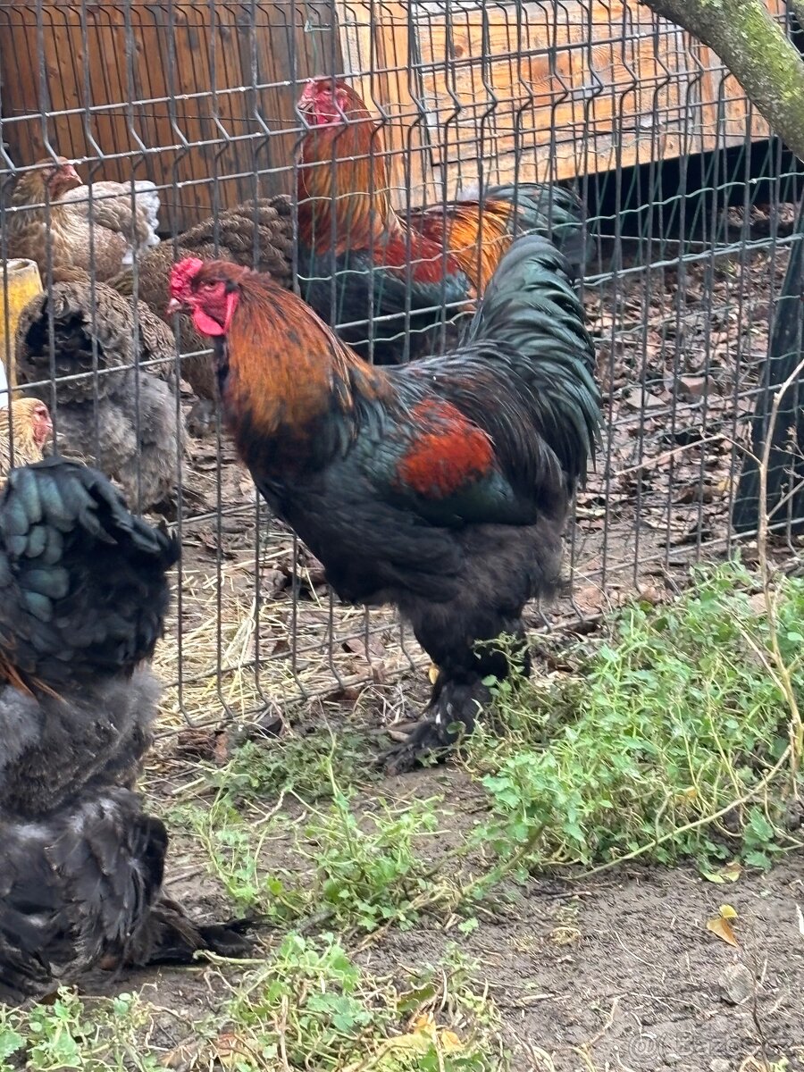 Kohout brahmanky - 2