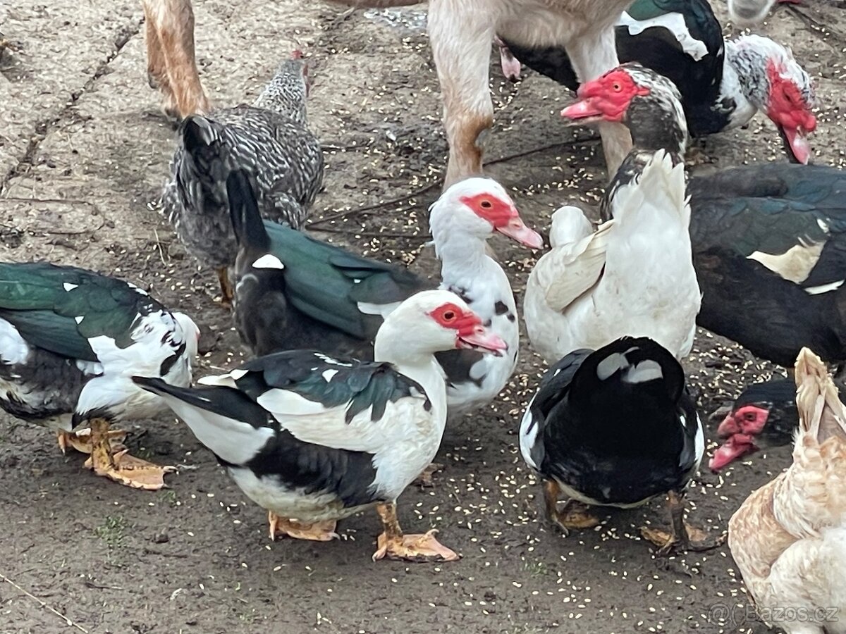 Kachna pižmová, čínská Kačer a kachny - 2