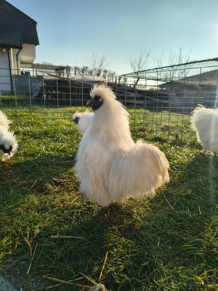 Hedvábnicky zdrobnělé kohouti - 2