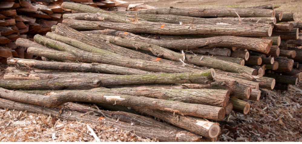 Výroba akátových kůlů - 2