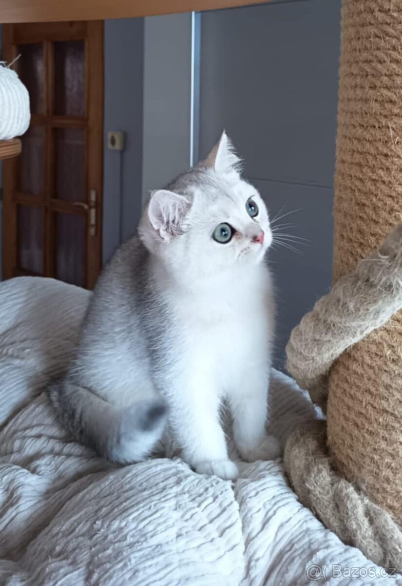 Koťátka britské kočky s PP - 2