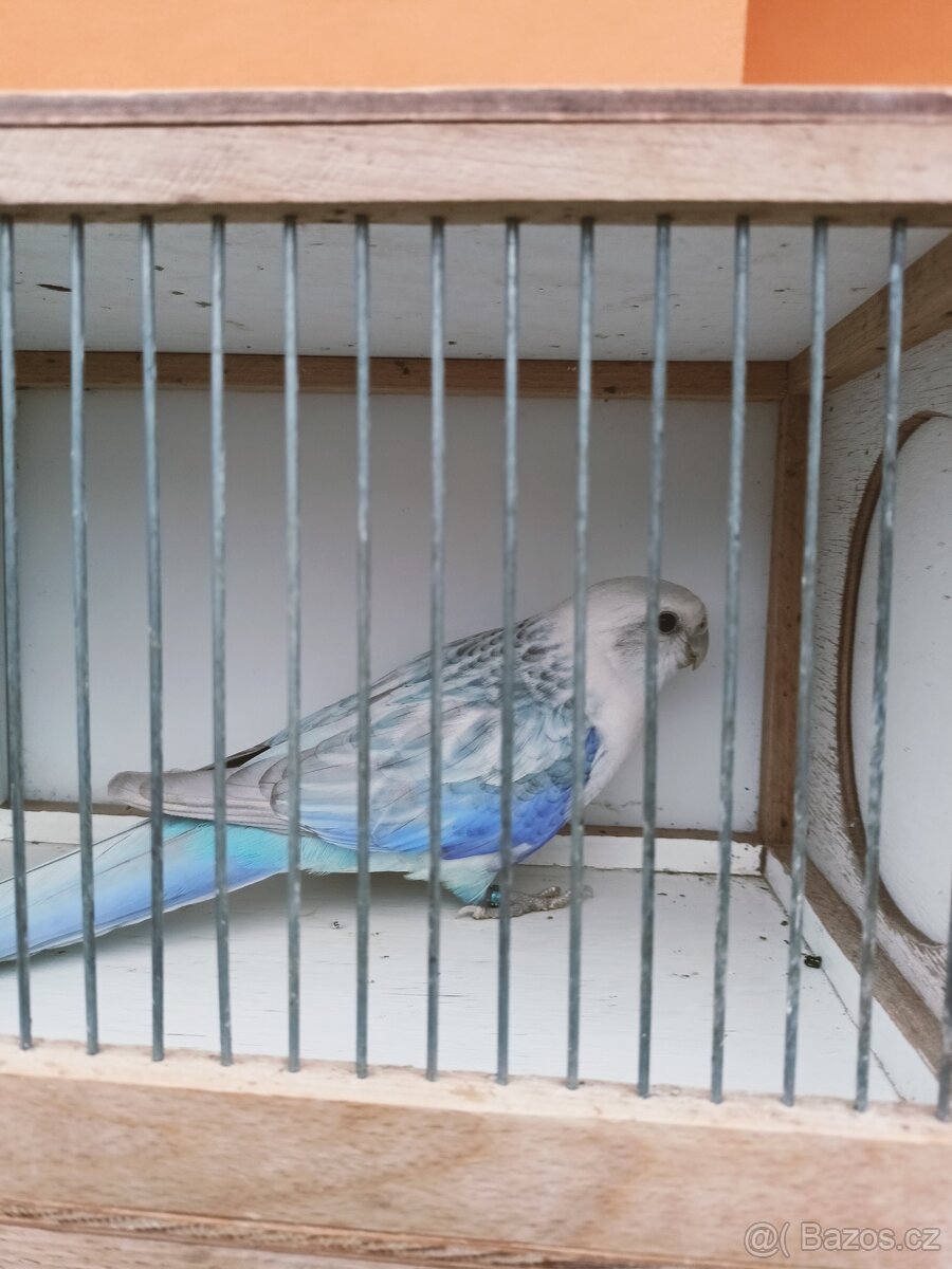 Rosela pestrá modrá pastelová - 2