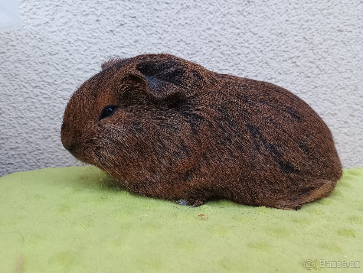 Morče - cuy samice Keisha - 2