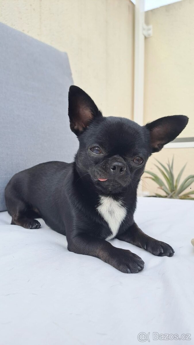 Nabízím krytí čivava s PP - 2