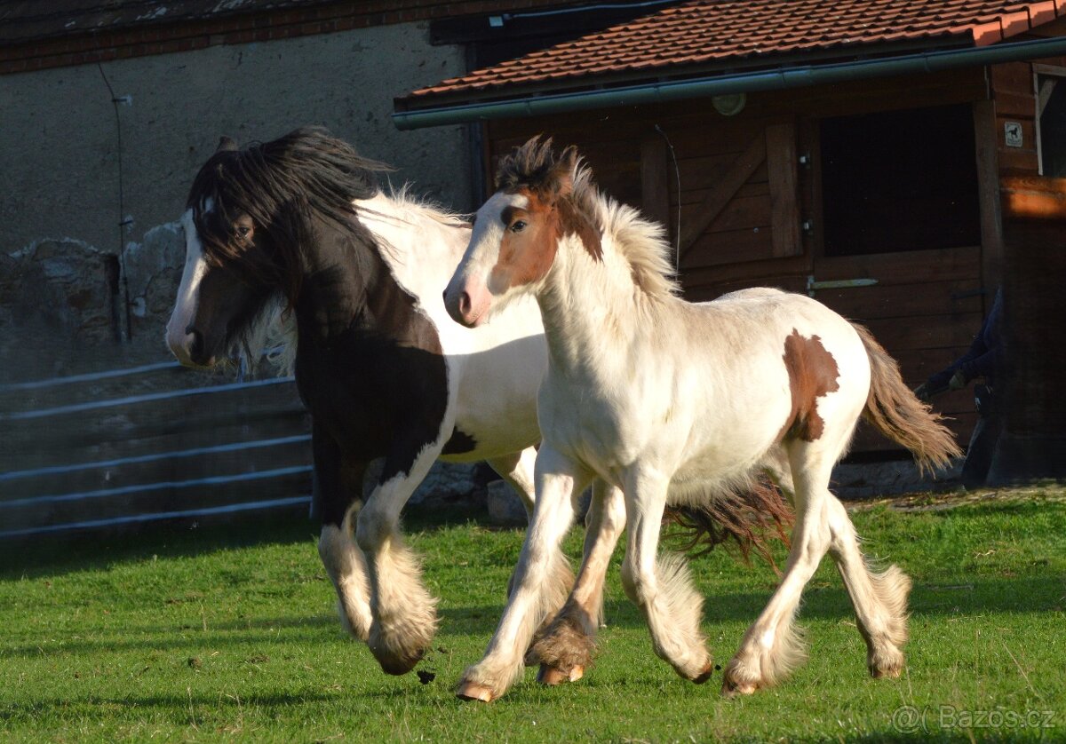 Hřebeček IC - roček - 2