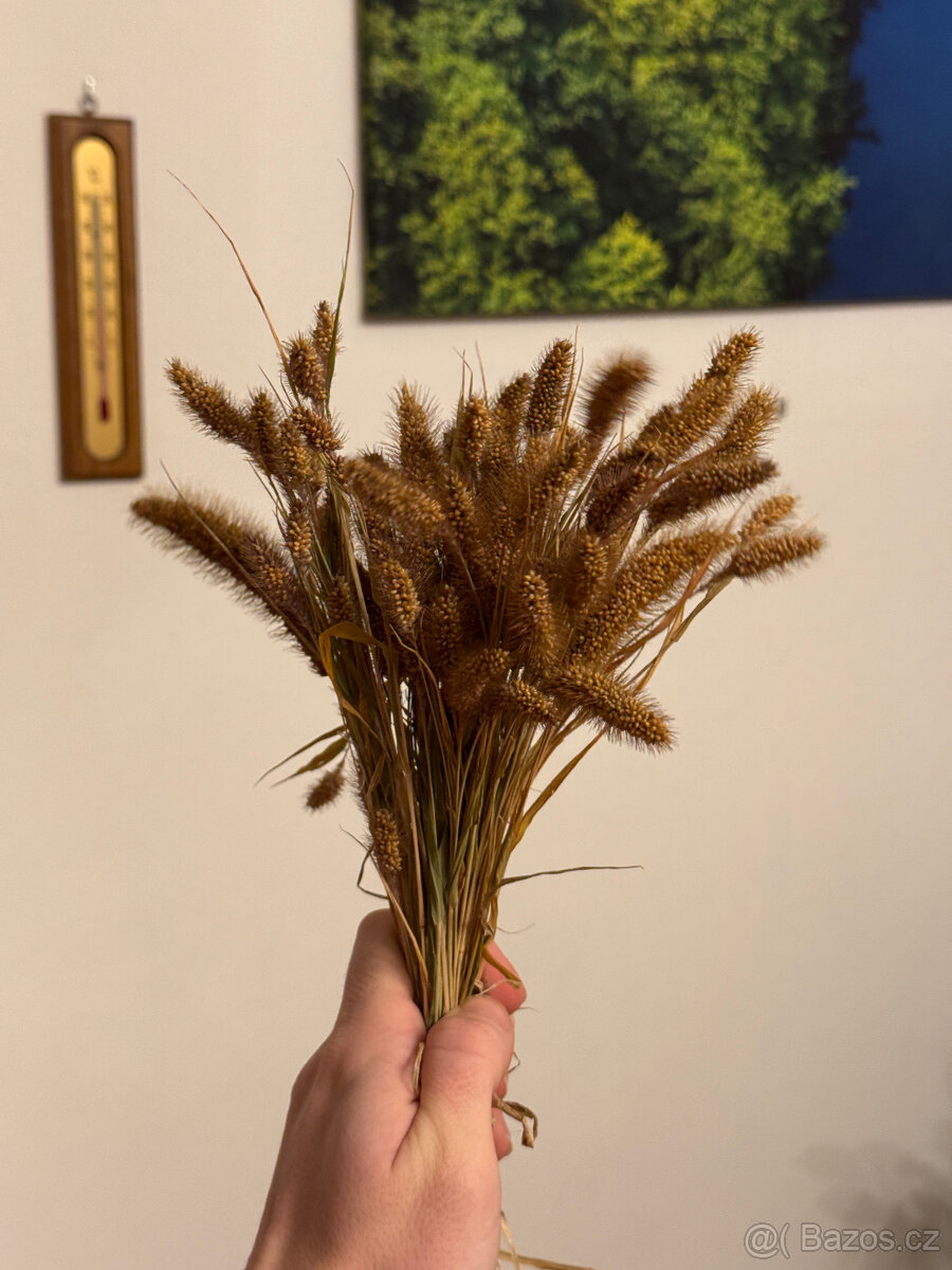 Okrasné trávy - 2