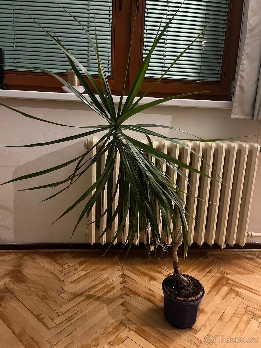 Dracaena 100 cm - 2