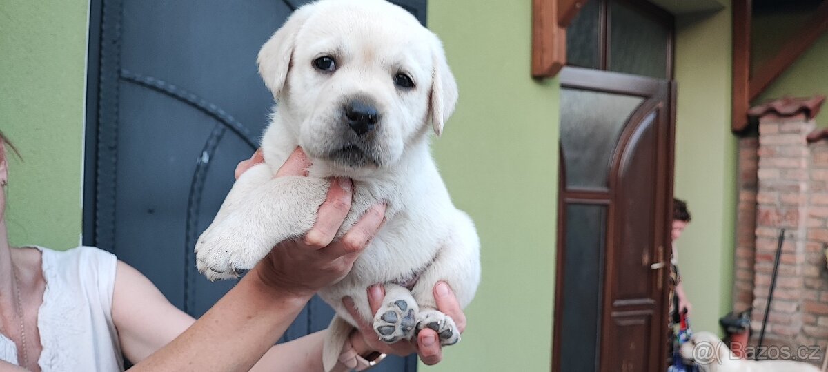 Labrador retriever - štěňátka s PP - 2