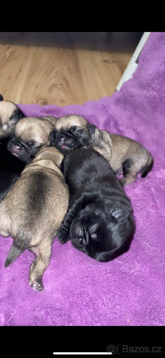 Štěně mops s PP - 2