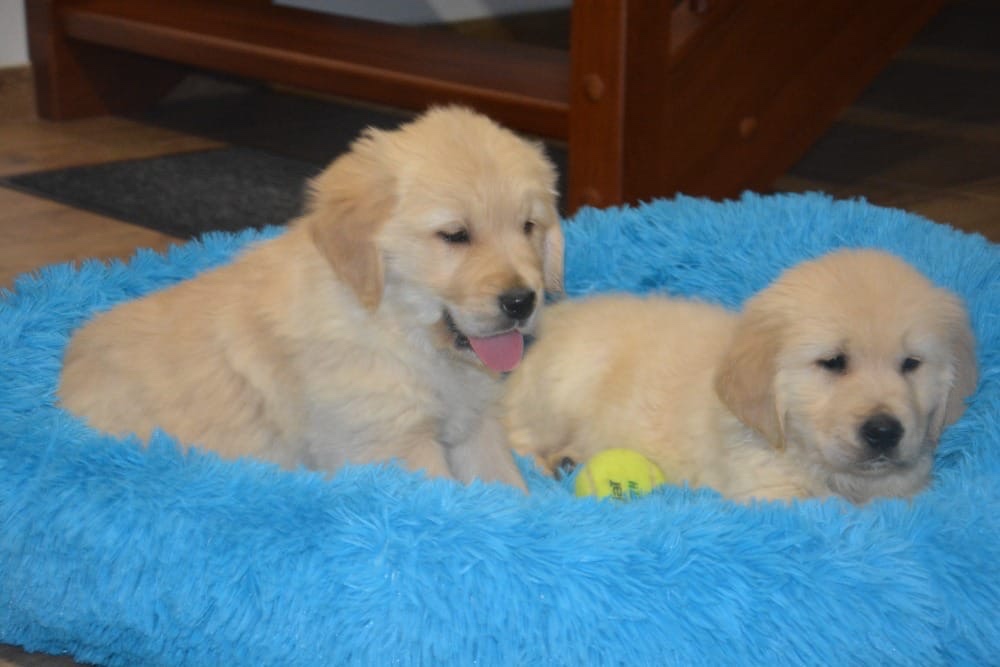 Zlatý retrívr - holčičky - 2