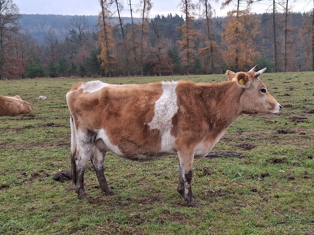 Krávy Jersey - 2