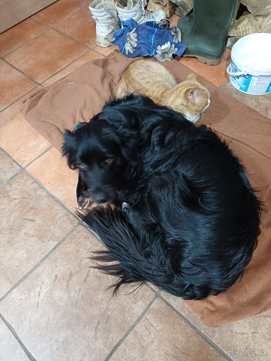 Darujeme psíka - 2