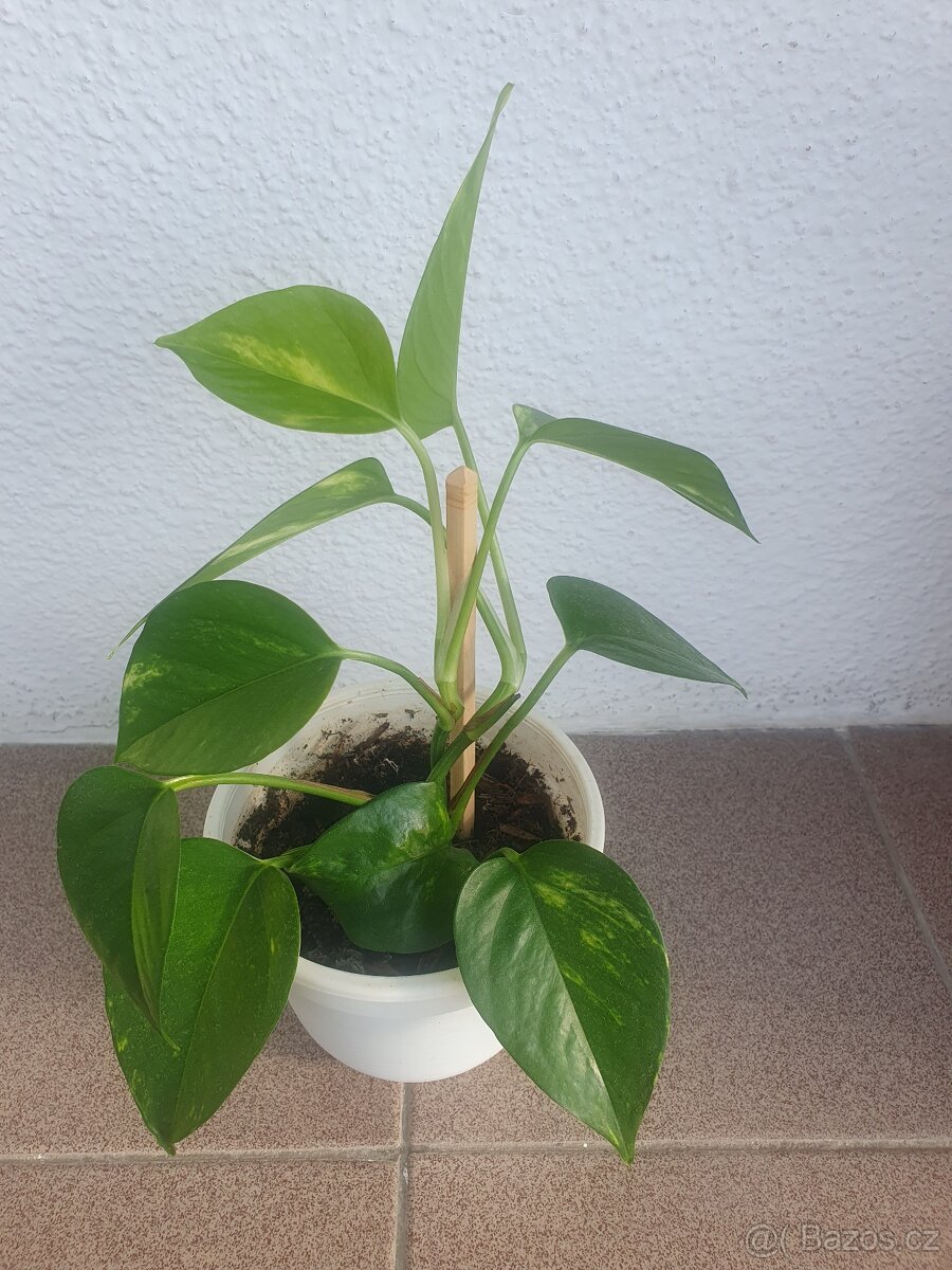 Scindapsus, Potos - 2