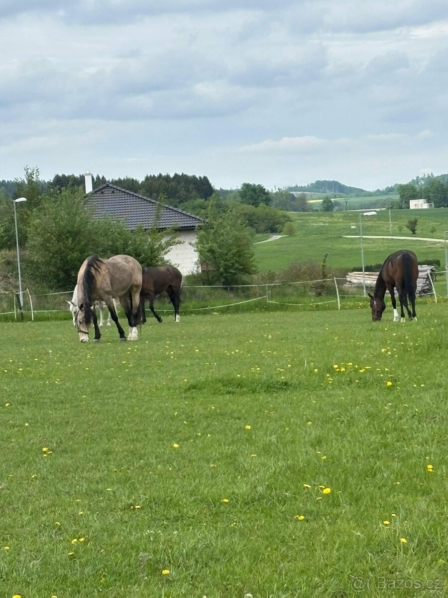 BOXOVÉ USTÁJENÍ PETROVICE / Blansko - 2