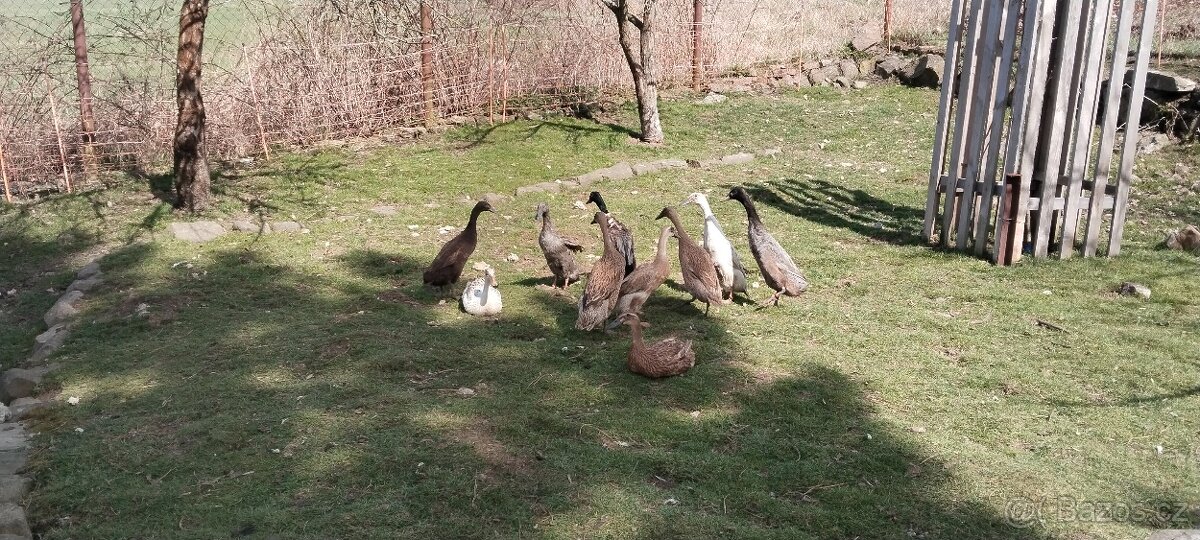 Kmen indických běžců - 2