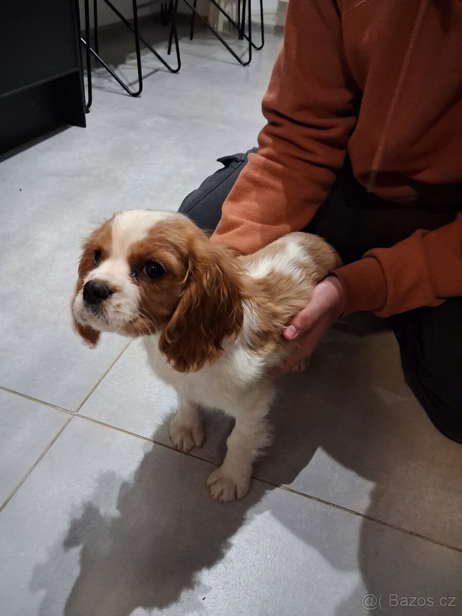 kavalír king charles španěl - 2