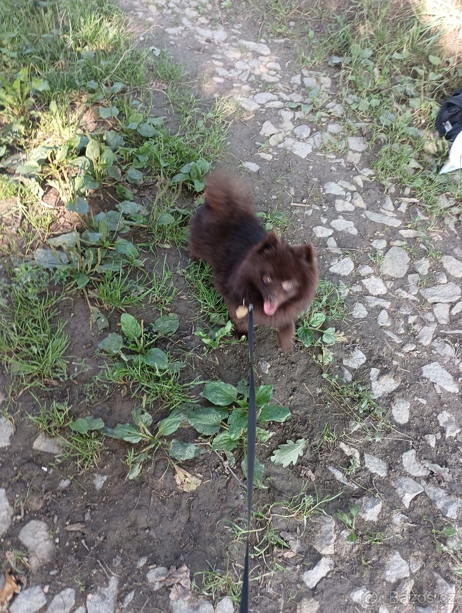 Pomeranian s PP - 2