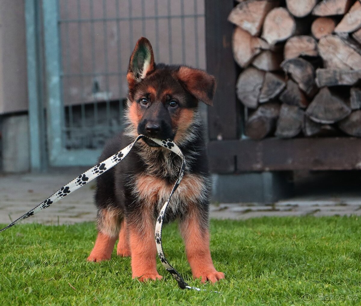 Německý ovčák štěňata - 2