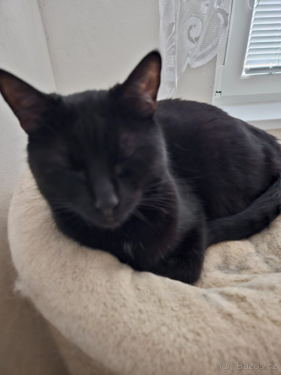 Kocourek Mickey - mazlivý, hodný, upovídaný - 2