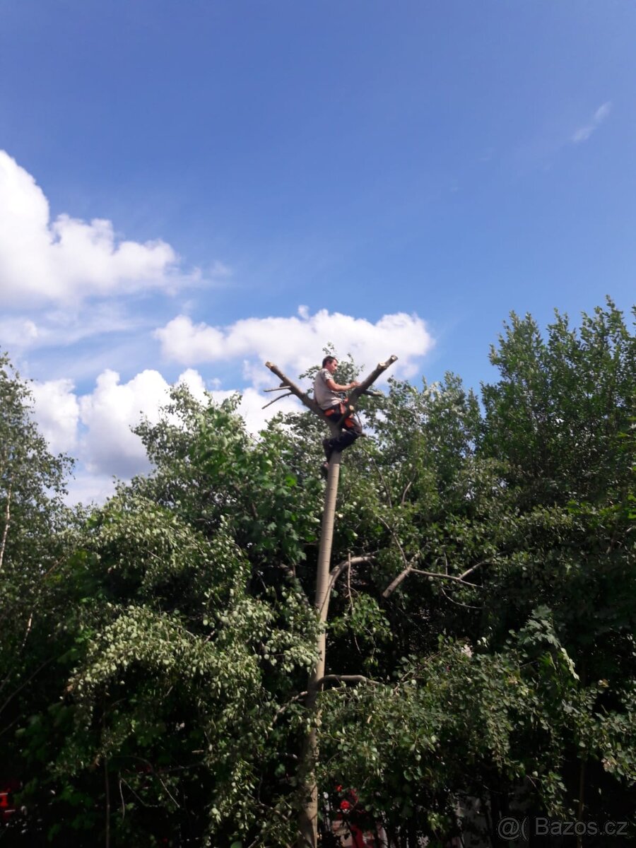 Sekání trávy zástřih živých plotů frézování pařezů - 2