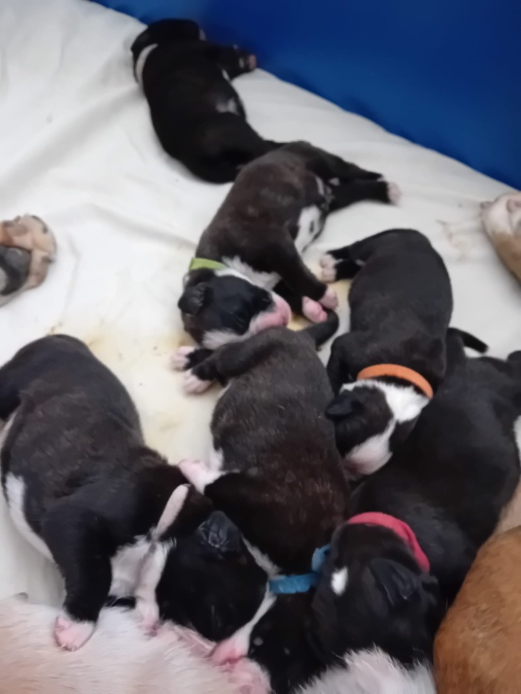 Štěňata německého boxera - 2