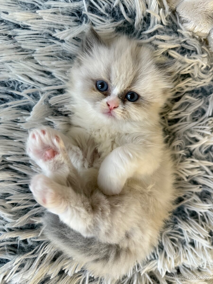 Perská činčila - 2