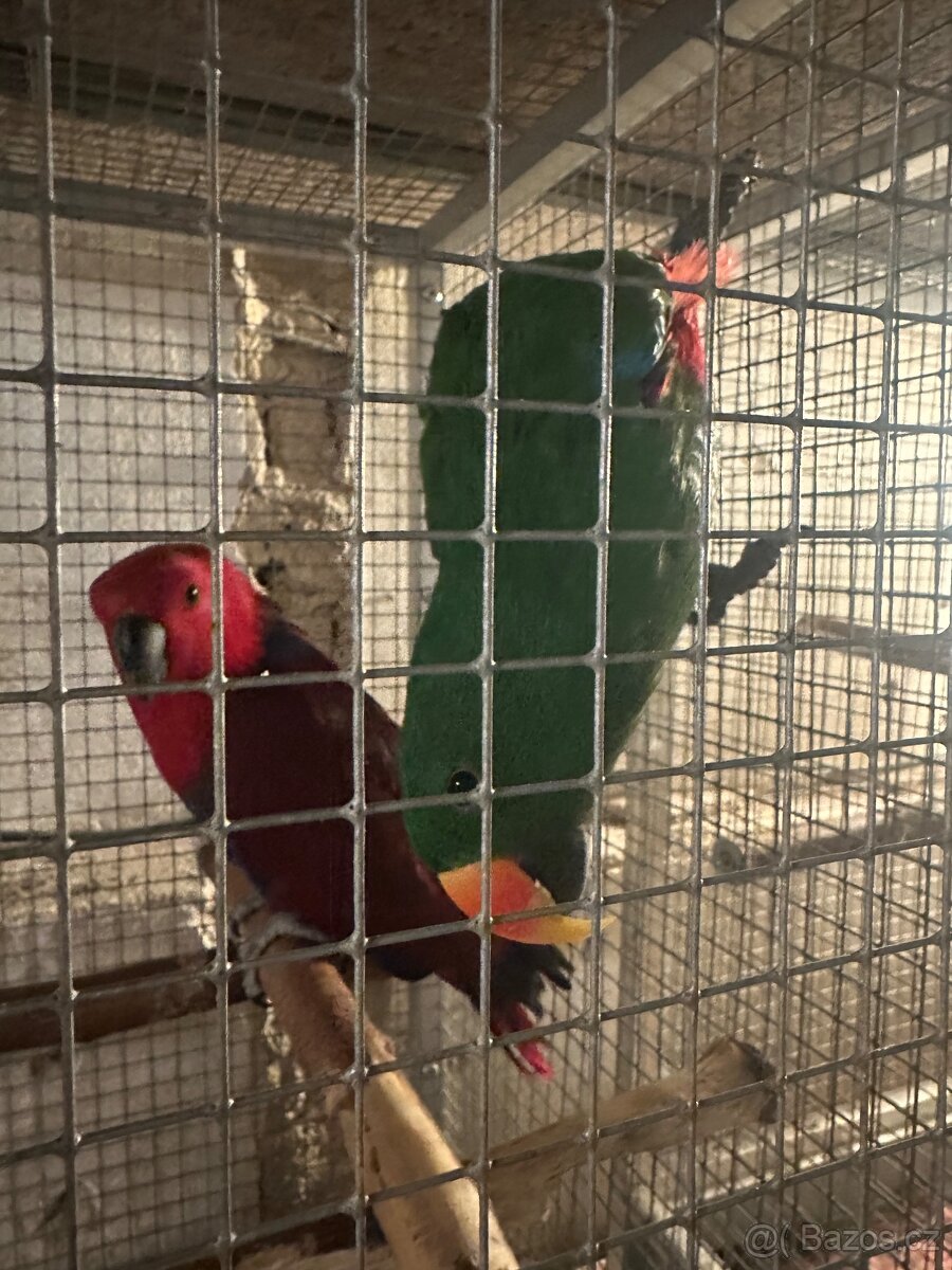 Eklektus polychloros pár - 2