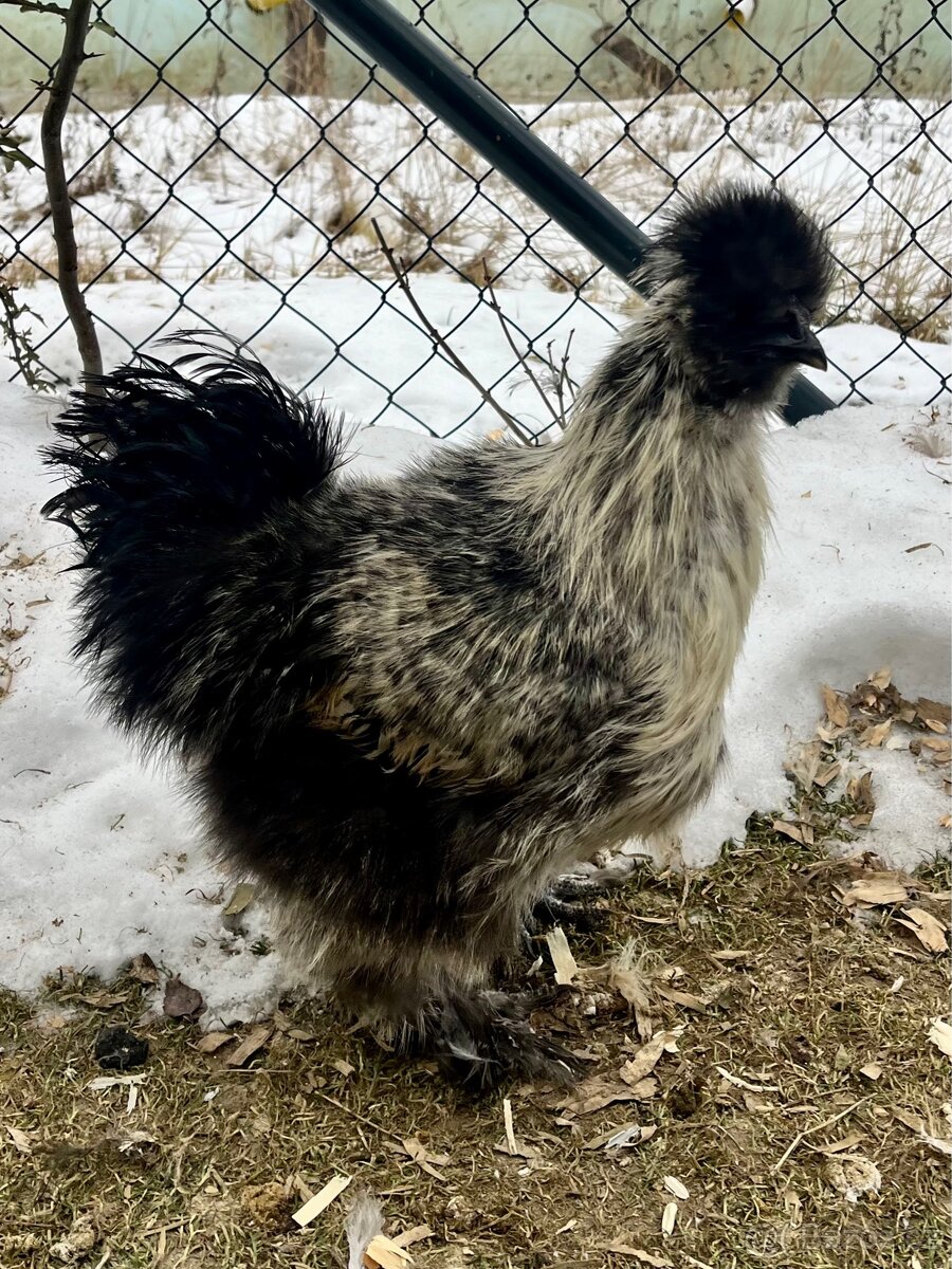 Hedvábničky - kohouti - 2