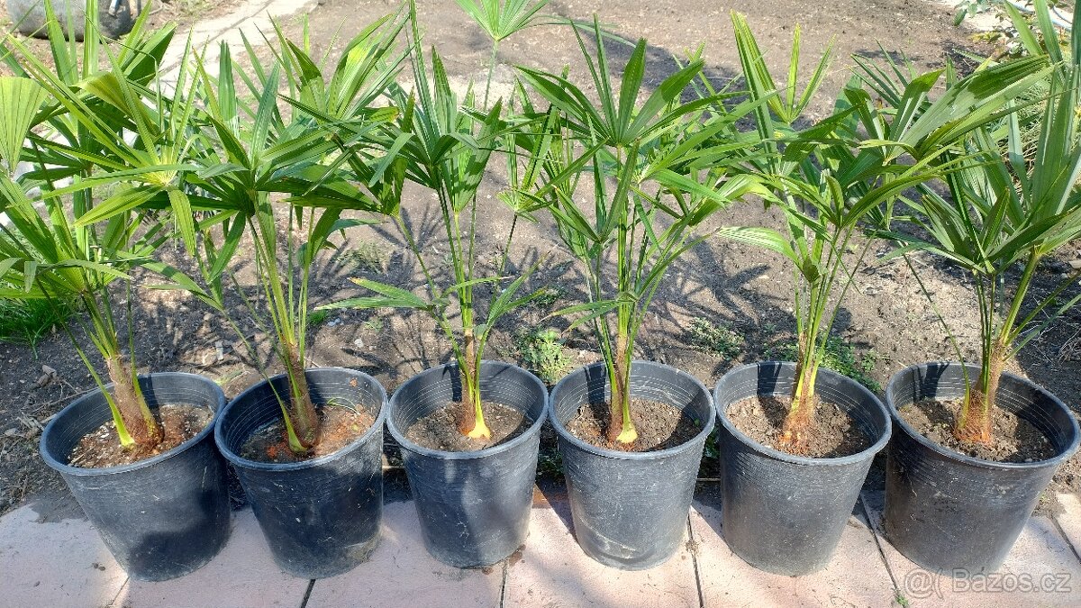 Trachycarpus fortunei - 2